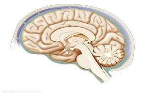 导致癫痫发作的大脑疾病有哪些